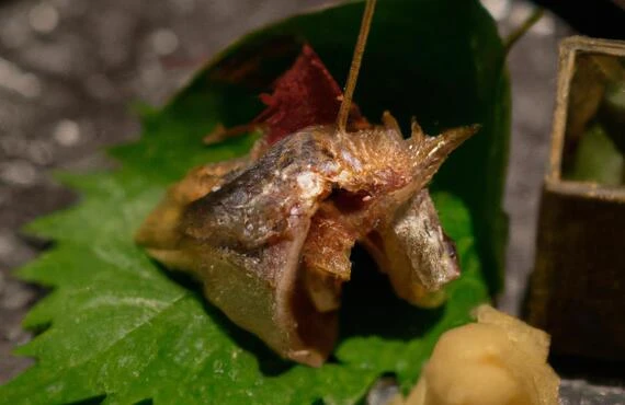 落ち着いた空間で味わう、極上のふぐ料理